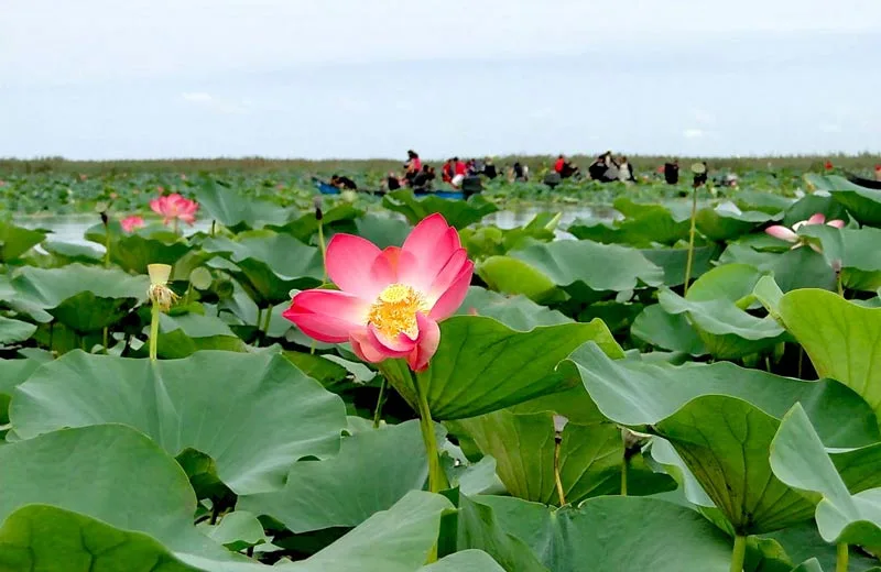 Anzali Lagoon