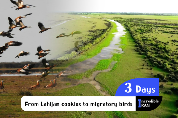From Lahijan cookies to migratory birds