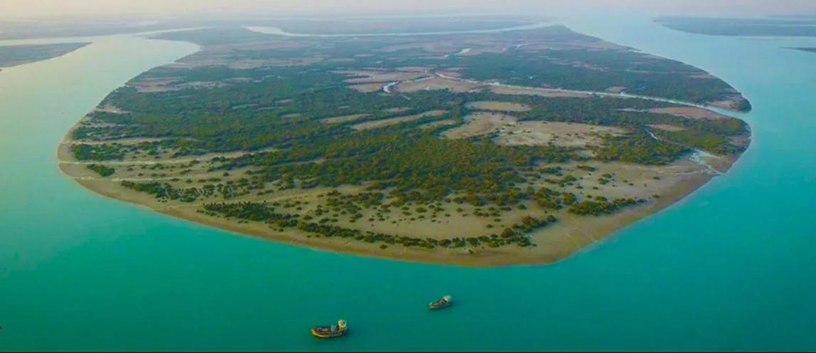 Avicennia marina - Qeshm