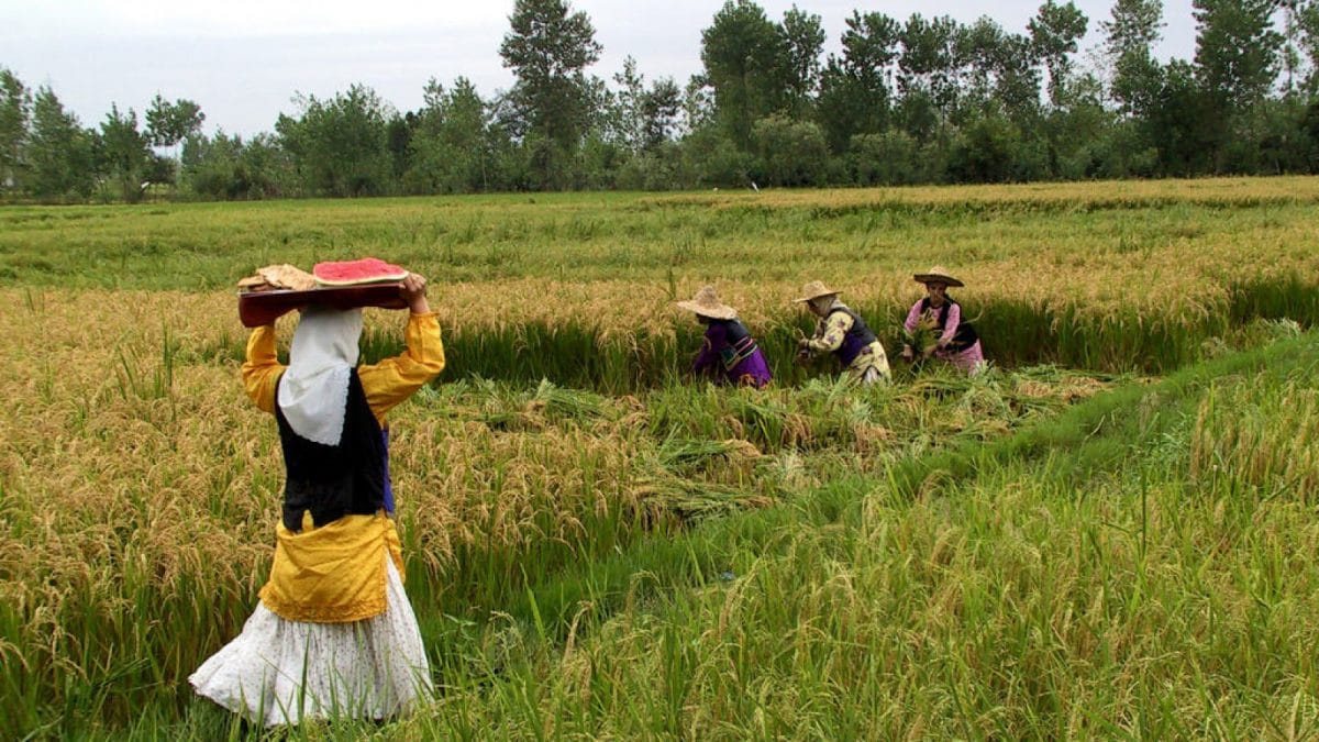 Experience Rice Farming in the Lush Green Fields of Gilan with Maryam