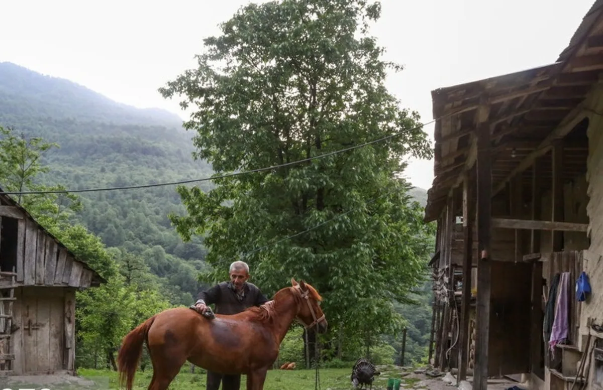 Local life and animal husbandry in Hyrkani forests with Amir Mohammad