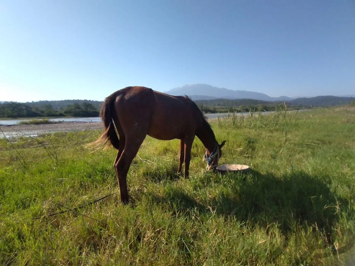 Horseback Riding in the Lush Plains of Lafoor with Sahar and Mohsen