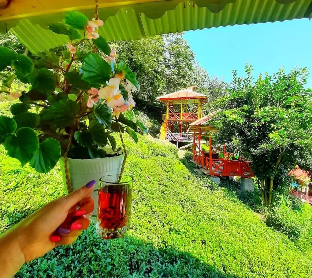 Tea Harvesting in the Shaib Kelayeh Village, Tonekabon