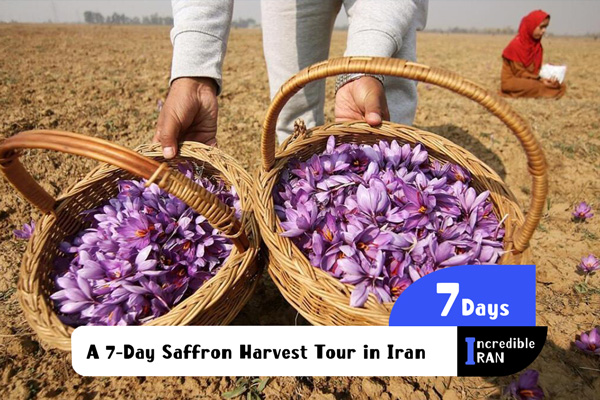 A 7-Day Saffron Harvest Tour in Iran