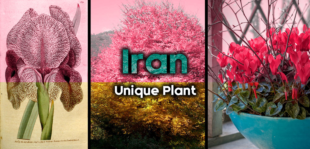 Unique Plant Species of Iran